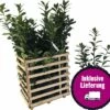 FloraSelf 12 X Kirschlorbeer, Lorbeerkirsche Prunus Laurocerasus 'Caucasica' H 80-100 Cm ClickCo Für Ca. 5 M Hecke 2 FloraSelf 12 X Kirschlorbeer, Lorbeerkirsche Prunus Laurocerasus 'Caucasica' H 80-100 Cm ClickCo Für Ca. 5 M Hecke -Florasellf Geschaft DV 8 10013270 04 4c DE 20200220154757