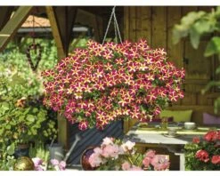 Hängepetunie Zweifarbig FloraSelf Petunia X Hybride, Ø 23 Cm Ampel -Florasellf Geschaft DV 8 10026626 03 4c CH 20201029191657