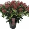 Japanische Blütenskimmie FloraSelf Skimmia Japonica 'Rubella' H 20-30 Cm Co 3 L Buschig -Florasellf Geschaft DV 8 10040222 01 4c DE 20190409194756