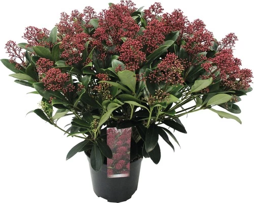Japanische Blütenskimmie FloraSelf Skimmia Japonica 'Rubella' H 20-30 Cm Co 3 L Buschig 3 Japanische Blütenskimmie FloraSelf Skimmia Japonica 'Rubella' H 20-30 Cm Co 3 L Buschig