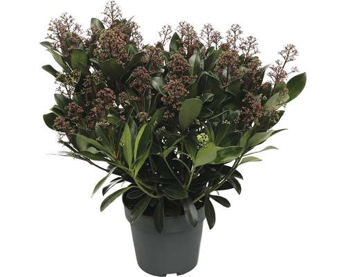 Japanische Blütenskimmie FloraSelf Skimmia Japonica 'Rubella' H 20-30 Cm Co 3 L Buschig 4 Japanische Blütenskimmie FloraSelf Skimmia Japonica 'Rubella' H 20-30 Cm Co 3 L Buschig – Bild 2