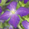 FloraSelf Waldrebe Clematis-Cultivars 'So Many® Purple Flowers PBR' H 80-90 Cm Co 2,3 L -Florasellf Geschaft DV 8 10072913 02 4c DE 20190504211655
