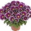 Chrysantheme FloraSelf Chrysanthemum Indicum 'Ciao' Ø 12 Cm Topf 2 Chrysantheme FloraSelf Chrysanthemum Indicum 'Ciao' Ø 12 Cm Topf -Florasellf Geschaft DV 8 10076851 01 4c DE 20190511211654