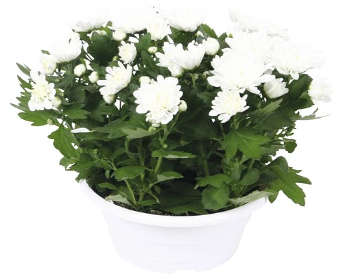 Chrysantheme FloraSelf Chrysanthemum Indicum 'Runca' Ø 23 Cm Topf 3 Chrysantheme FloraSelf Chrysanthemum Indicum 'Runca' Ø 23 Cm Topf