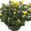 Chrysantheme FloraSelf Chrysanthemum Indicum 'Tapas Time' Ø 23 Cm Topf
