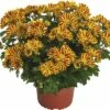 Chrysantheme FloraSelf Chrysanthemum Indicum 'HoiHoi' Ø 12 Cm Topf -Florasellf Geschaft DV 8 10076861 02 4c DE 20190511211654
