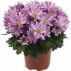 Chrysantheme FloraSelf Chrysanthemum Indicum 'Artistic Rosy' Ø 12 Cm Topf -Florasellf Geschaft DV 8 10076862 01 4c DE 20190511211654