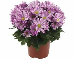 Chrysantheme FloraSelf Chrysanthemum Indicum 'Artistic Rosy' Ø 12 Cm Topf