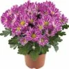 Chrysantheme FloraSelf Chrysanthemum Indicum 'Artistic Armin' Ø 12 Cm Topf -Florasellf Geschaft DV 8 10076863 01 4c DE 20190511211654