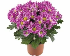 Chrysantheme FloraSelf Chrysanthemum Indicum 'Artistic Armin' Ø 12 Cm Topf