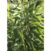 FloraSelf Gartenbambus Fargesia Murieliae 'Panda' ® H 80-100 Cm Co 10 L