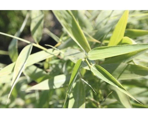 FloraSelf Gartenbambus Fargesia Murieliae 'Panda' ® H 80-100 Cm Co 10 L 4 FloraSelf Gartenbambus Fargesia Murieliae 'Panda' ® H 80-100 Cm Co 10 L – Bild 2