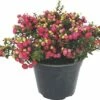 Torfmyrthe FloraSelf Gaultheria Mucronata H 15-30 Cm Co 1,2 L Rot -Florasellf Geschaft DV 8 10149911 01 4c DE 20190907211653