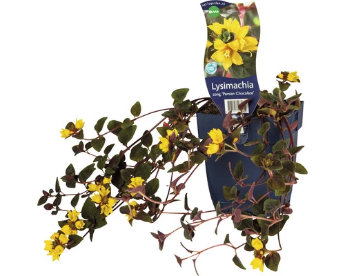 FloraSelf Gedrängtblütiger Gilbweiderich Lysimachia Congestiflora 'Persian Chocolate' H 10-30 Cm Co 0,5 L (6 Stk.) 3 FloraSelf Gedrängtblütiger Gilbweiderich Lysimachia Congestiflora 'Persian Chocolate' H 10-30 Cm Co 0,5 L (6 Stk.)