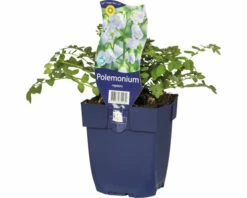 Jakobsleiter FloraSelf Polemonium Reptans H 5-20 Cm Co 0,5 L