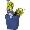 Fetthenne FloraSelf Sedum Makinoi H 5-10 Cm Co 0,5 L