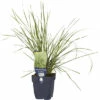 Rasen Schmiele FloraSelf Deschampsia Cespitosa 'Tardiflora' H 5-30 Cm Co 0,5 L 1 Rasen Schmiele FloraSelf Deschampsia Cespitosa 'Tardiflora' H 5-30 Cm Co 0,5 L -Florasellf Geschaft DV 8 10167929 01 4c DE 20230315221655