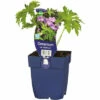 Storchschnabel FloraSelf Geranium Sylvaticum 'Mayflower' H 10-50 Cm Co 0,5 L -Florasellf Geschaft DV 8 10167955 01 4c DE 20230315221655