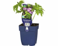 Storchschnabel FloraSelf Geranium Sylvaticum 'Mayflower' H 10-50 Cm Co 0,5 L