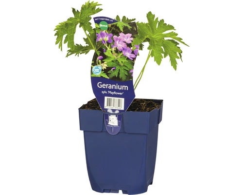 Storchschnabel FloraSelf Geranium Sylvaticum 'Mayflower' H 10-50 Cm Co 0,5 L 3 Storchschnabel FloraSelf Geranium Sylvaticum 'Mayflower' H 10-50 Cm Co 0,5 L