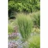 Rutenhirse FloraSelf Panicum Virgatum 'Northwind' H 20-120 Cm Co 6 L 1 Rutenhirse FloraSelf Panicum Virgatum 'Northwind' H 20-120 Cm Co 6 L -Florasellf Geschaft DV 8 10170699 01 4c DE 20220303124657
