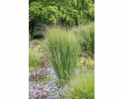 Rutenhirse FloraSelf Panicum Virgatum 'Northwind' H 20-120 Cm Co 6 L