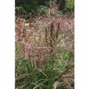 Chinaschilf FloraSelf Miscanthus Sinensis "Ferner Osten" H 20-100 Cm Co 6 L -Florasellf Geschaft DV 8 10170780 01 4c DE 20210819220550