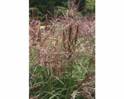 Chinaschilf FloraSelf Miscanthus Sinensis "Ferner Osten" H 20-100 Cm Co 6 L