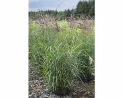 Chinaschilf FloraSelf Miscanthus Sinensis "Ferner Osten" H 20-100 Cm Co 6 L 7 Chinaschilf FloraSelf Miscanthus Sinensis "Ferner Osten" H 20-100 Cm Co 6 L -Florasellf Geschaft DV 8 10170780 02 4c DE 20210819220715