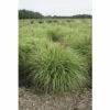 Garten-Chinaschilf FloraSelf Miscanthus Sinensis 'Red Chief' H 20-80 Cm Co 3 L -Florasellf Geschaft DV 8 10170802 01 4c DE 20220309164655 1