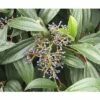 Immergrüner Kissenschneeball FloraSelf Viburnum Davidii H 40-50 Cm CO 6 L -Florasellf Geschaft DV 8 10170998 01 4c DE 20200309154754