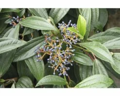 Immergrüner Kissenschneeball FloraSelf Viburnum Davidii H 40-50 Cm CO 6 L