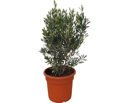Olivenbaum FloraSelf Olea Europaea H 90-110 Cm Ø 35 Cm Topf 3 Olivenbaum FloraSelf Olea Europaea H 90-110 Cm Ø 35 Cm Topf