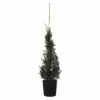 Leyland-Zypresse Kegel FloraSelf Cupressocyparis Leylandii 'Pyramidalis' H 100-125 Cm Co 10 L 1 Leyland-Zypresse Kegel FloraSelf Cupressocyparis Leylandii 'Pyramidalis' H 100-125 Cm Co 10 L -Florasellf Geschaft DV 8 10177541 01 4c CH 20191026211703