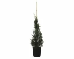 Leyland-Zypresse Kegel FloraSelf Cupressocyparis Leylandii 'Pyramidalis' H 100-125 Cm Co 10 L