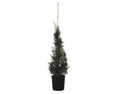 Leyland-Zypresse Kegel FloraSelf Cupressocyparis Leylandii 'Pyramidalis' H 100-125 Cm Co 10 L 3 Leyland-Zypresse Kegel FloraSelf Cupressocyparis Leylandii 'Pyramidalis' H 100-125 Cm Co 10 L