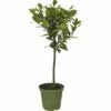 FloraSelf Echter Lorbeer Stämmchen Laurus Nobilis H 25-35 Cm Ø 14 Cm Topf -Florasellf Geschaft DV 8 10177896 01 4c CH 20191010144755