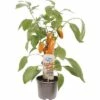 Snack-Paprika FloraSelf Capsicum Annuum Ø 14 Cm Topf -Florasellf Geschaft DV 8 10185210 01 4c DE 20200406174759