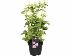 FloraSelf Große Sterndolde Astrantia Major 'Star Of Billion' H 30-45 Cm Co 3 L
