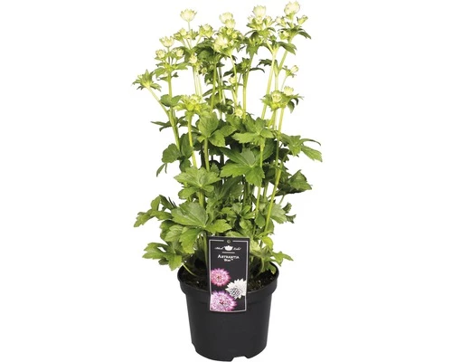 FloraSelf Große Sterndolde Astrantia Major 'Star Of Billion' H 30-45 Cm Co 3 L 3 FloraSelf Große Sterndolde Astrantia Major 'Star Of Billion' H 30-45 Cm Co 3 L