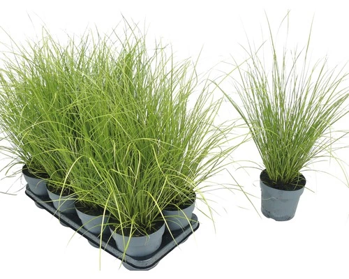 Grüne Segge FloraSelf Carex Howardii 'Phoenix Green' H 5-20 Cm T 14 Cm 4 Grüne Segge FloraSelf Carex Howardii 'Phoenix Green' H 5-20 Cm T 14 Cm – Bild 2