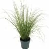 Grüne Segge FloraSelf Carex Howardii 'Phoenix Green' H 5-20 Cm T 14 Cm -Florasellf Geschaft DV 8 10187444 02 4c DE 20210325164656