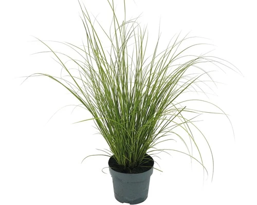 Grüne Segge FloraSelf Carex Howardii 'Phoenix Green' H 5-20 Cm T 14 Cm 3 Grüne Segge FloraSelf Carex Howardii 'Phoenix Green' H 5-20 Cm T 14 Cm