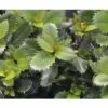 Stechpalme Kugel FloraSelf Ilex Meserveae "Little Pirate"® H 25-30 Cm Co 4,5 L
