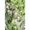 Perlmuttstrauch FloraSelf Kolkwitzia Amabilis H 80-100 Cm Co 10 L 2 Perlmuttstrauch FloraSelf Kolkwitzia Amabilis H 80-100 Cm Co 10 L -Florasellf Geschaft DV 8 10189117 01 4c DE 20191020030420
