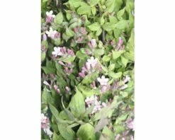 Perlmuttstrauch FloraSelf Kolkwitzia Amabilis H 80-100 Cm Co 10 L