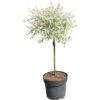 Weißbunte Weide FloraSelf Salix Integra "Hakuro Nishiki" Halbstamm 40 Cm H 60-100 Cm Co 6 L