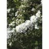 Weiße Rispenspiere FloraSelf Spiraea Cinerea "Grefsheim" H 80-100 Cm Co 10 L 2 Weiße Rispenspiere FloraSelf Spiraea Cinerea "Grefsheim" H 80-100 Cm Co 10 L -Florasellf Geschaft DV 8 10189123 01 4c DE 20191020030237