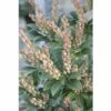 Schattenglöckchen FloraSelf Pieris Japonica "Cupido" H 40-50 Cm Co 6 L -Florasellf Geschaft DV 8 10189126 01 4c DE 20191020030604