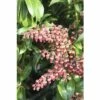 Schattenglöckchen FloraSelf Pieris Japonica "Passion"® H 40-50 Cm Co 6 L -Florasellf Geschaft DV 8 10189132 01 4c DE 20191019211657
